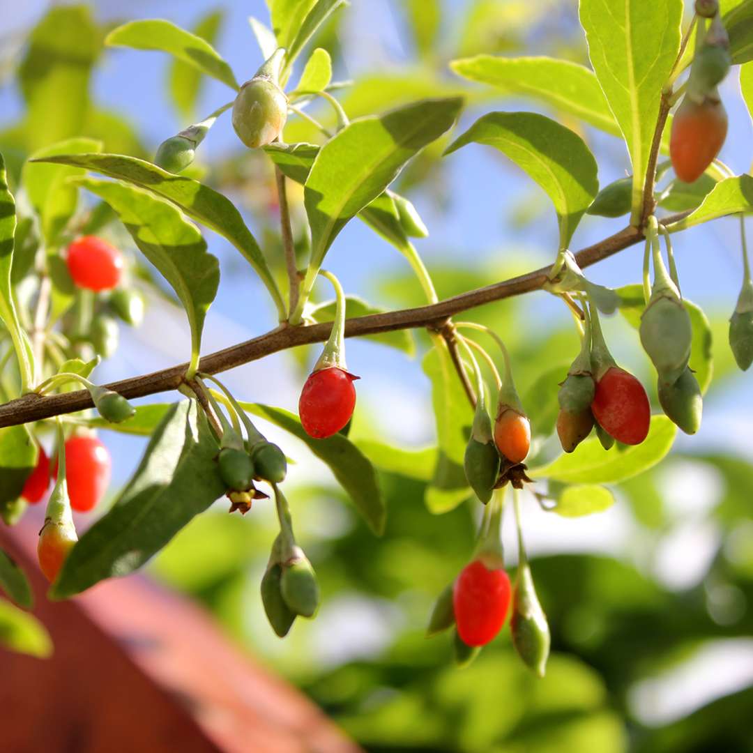 Close up of Sweet Lifeberry Lycium berries on vine